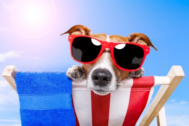 cão no sol