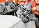 american shorthair gato