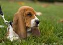 Basset Hound