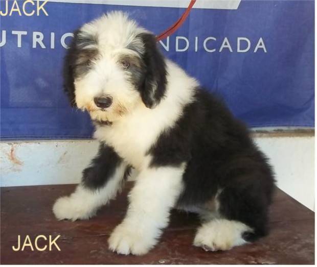 Pastor Inglês  Tudo Sobre a Raça de Cachorro Pastor Inglês